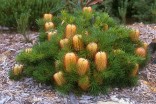 Banksie osténkatá - Banksia spinulosa