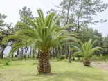 Sazenice Palma Phoenix canariensis 1-2 první listy Balení obsahuje 1 sazenici