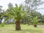 Sazenice Palma Phoenix canariensis