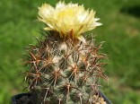 Kaktus Coryphantha kracikii Balení obsahuje 15 semen