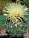 Kaktus Coryphantha palmeri Balení obsahuje 10 semen