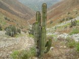 Kaktus Neoraimondia areguipensis v....