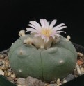Kaktus Lophophora williamsii Balení obsahuje 15 semen