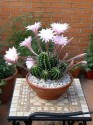 Kaktusy Echinopsis směs různých druhů