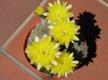 Kaktus Echinopsis aurea  Balení obsahuje 10 semen