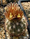 Kaktus Echinomastus durangensis var. mapimiensis  Balení obsahuje 15 semen