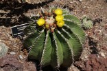 Kaktus Ferocactus schwarzii