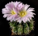 Kaktus Gymnocalycium achirasense