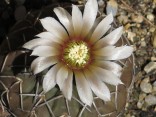 Kaktus Gymnocalycium asterium var. paucispinum Balení obsahuje 10 semen
