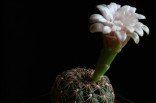 Kaktus Gymnocalycium capillaense Balení obsahuje 10 semen