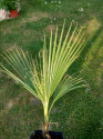 Sazenice Palma Washingtonia robusta reálné foto
