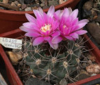 Kaktus Gymnocalycium neuhuberi 