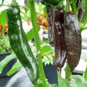 Chilli Aji Panca Balení obsahuje 10 semen