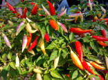 Chilli Aji Omnicolor Balení obsahuje 10 semen