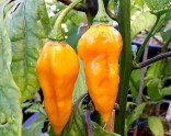 Chilli Devil's Tongue Yellow Balení obsahuje 10 semen