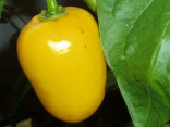 Chilli Rocoto Yellow  Balení obsahuje 10 semen