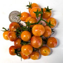 Rajče Bicolor Cherry Balení obsahuje 10 semen
