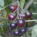 Rajče Clackamas Blueberry „borůvka“ Balení obsahuje 10 semen