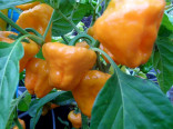 Chilli Mushroom yellow Balení obsahuje 10 semen