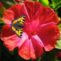 Mirabilis Jalapa Nocenka červená   Balení obsahuje 20 semen