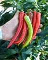 Paprika kozí roh Beros Balení obsahuje 30 semen