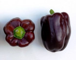 Paprika Chocolate Beauty – Čokoládová kráska Balení obsahuje 10 semen