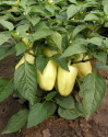 Paprika Amy Balení obsahuje 30 semen