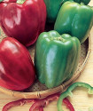 Paprika California Wonder Balení obsahuje 30 semen