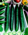 Okurka salátová "hadovka" Avantgarde F1 Balení obsahuje 10 semen