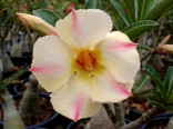 Adenium obesum 'yellow dream'