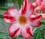 Adenium obesum 'Harry Potter'