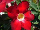 Adenium obesum 'dark forest'