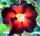 Adenium obesum 'black fire' Balení obsahuje 5 semen