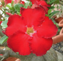 Adenium obesum 'star of haeven' 