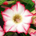 Adenium obesum 'uranian'