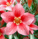 Adenium obesum 'red flabellate' Balení obsahuje 5 semen