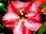 Adenium obesum 'romantic' 