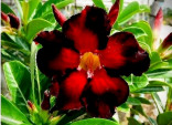 Adenium obesum 'double black fire' 