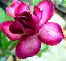 Adenium obesum 'double violet'