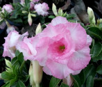 Adenium obesum 'namwan'