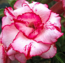 Adenium obesum 'Lady Gaga' Balení obsahuje 5 semen