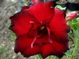 Adenium obesum 'black red' Balení obsahuje 5 semen