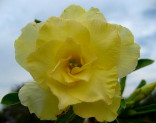 Adenium obesum 'happy' 