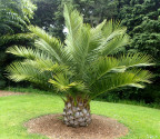 Palma Jubaea chilensis Balení obsahuje 1 semeno