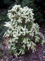 Pieris Japonica  