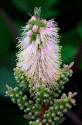 Callistemon Sieberi - Štětkovec mrazuvzdorný Balení obsahuje 200 semen