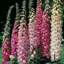 Digitalis Grandiflora - Náprstník směs barev Excelsior Hybrids 200 semen Balení obsahuje 200 semen