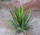 Agave lechuquilla 