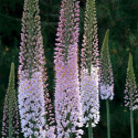 Eremurus Robustus  Balení obsahuje 20 semen