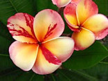 Plumeria Frangipani Top Angel   Balení obsahuje 3 semena